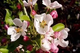 Strauch mit rosa blüten ,. Zierapfel Schones Blutengeholz Mit Leuchtendem Fruchtschmuck Native Plants Gartenblog