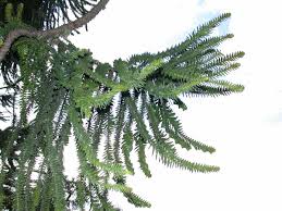 Image result for Araucariaceae