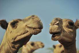 Carolina camel rides operates from ramseur, north carolina where you can actually ride one of their cute camels. At 18 A Pint Camel S Milk May Make You Healthy Poor Marketwatch