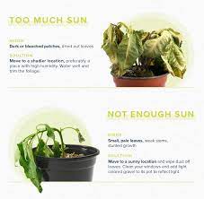 Check spelling or type a new query. How To Revive A Plant Proflowers