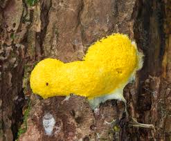 Around the home, you may find slime mold in the mulch on your lawn, among leaves collecting in. Fuligo Septica Wikipedia
