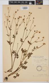 Image result for Ranunculus volkensii