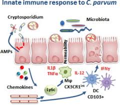 It is a microscopic parasite that may be found in soil, food, water, or surfaces that. Innate Immune Responses Play A Key Role In Controlling Infection Of The Intestinal Epithelium By Cryptosporidium Sciencedirect