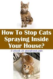 Top Diy Ideas Spray To Stop Cats Scratching Sofa Cat Dander Spray Walmart Spray To Keep Cats From Scratching Furniture Cat Deodorant Spray How To Keep Stray Ma
