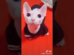 Submitted 1 day ago by zacamoz7. The Return Of Bingus Youtube In 2021 Devon Rex Stupid Memes Kitty