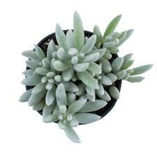Image result for Senecio letouzeyanus