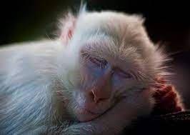 Sleeping White Monkey Albino Animals Cute Animals Rare Albino Animals