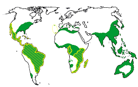 Image result for Synandrodaphne paradoxa