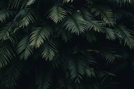 10 Tropical Jungle Iphone X Wallpapers Preppy Wallpapers Pemandangan Fotografi Abstrak Pemandangan Khayalan