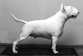 Resultado de imagen de bull terrier