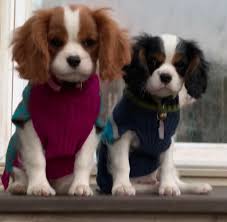 Successful in conformation shows, obedience and agility, they also make wonderful therapy dogs due to their sweet, gentle natures. Cavalier King Charles Spaniel Puppies Akc Certified Michigan Breeder