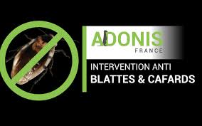 D où vient les blattes. Traitement Des Blattes Et Cafards Adonis Toulouse Occitanie