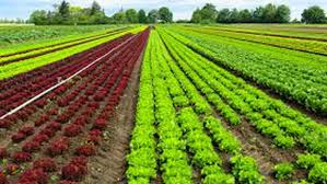 .miercuri, programul naţional de dezvoltare rurală (pndr). Afir Tinerii Fermieri Trebuie SÄƒ IndeplineascÄƒ Trei PrecondiÈ›ii Pentru A Beneficia De FinanÈ›are Prin Programul NaÅ£ional