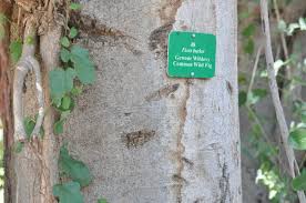Image result for Ficus burkei