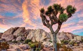 Check spelling or type a new query. 90 Joshua Tree Nationalpark Hd Wallpapers Hintergrunde