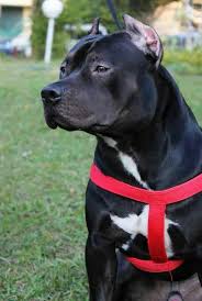 Adult Pittbull Pitbulls Black Pitbull Pitbull Terrier