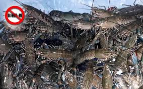 Internasional lobster air tawar ini adalah. Bernama Bekal Benih Udang Kara Lubuk Rezeki Semasa Pkp