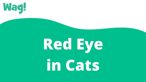 Последние твиты от red eye relay (@redeyerelay). U Gip6b17vxqtm