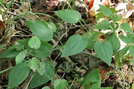 Image result for Rubia cordifolia
