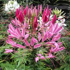 Image result for Cleome oxyphylla
