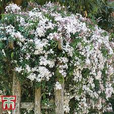 Image result for Jasminum bakeri