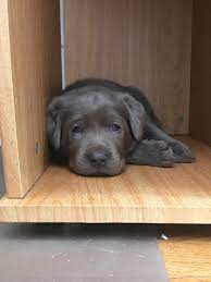 White lab puppies for sale bc. Chocolate And Silver Labradors Home Facebook