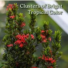 Image result for Ixora seretii