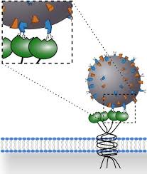 Struttura è una società di consulenza, ricerca e formazione, specializzata nell'affiancamento di soggetti pubblici e privati nei campi dell'economia di. Coronavirus E Permacultura Una Prospettiva Di Protezione Permacultura Transizione
