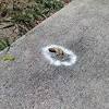 Some people, therefore, use table salt or road salt to kill collected slugs and snails. 1