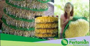 Yuk simak cara membuat hiasan tumpeng berikut ini agar nasi tumpeng anda tampak semakin cantik dan juga istimewa untuk disajikan. Cara Membuat Tauge Gemuk Dari Kacang Hijau