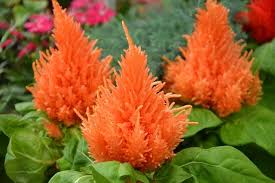 Plant or pot your celosia in soil with excellent drainage. Growing Celosia Plant Complete Planting And Care Guide