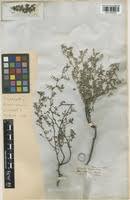 Image result for Indigofera melanadenia