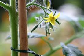 Sie können sie entweder klein schnippeln und zum mulchen unter den tomaten nehmen oder sie in wasser oder. Anleitung Zum Tomaten Ausgeizen Die Besten Tipps Gartenlexikon De
