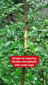 Image result for Globimetula