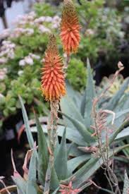 Image result for Aloe barendii