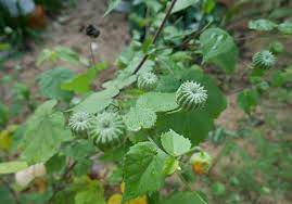 Whoa I Can T Believe Indian Mallow Atibala That Fight Disease Mallow Plant Medicinal Plants Mallow