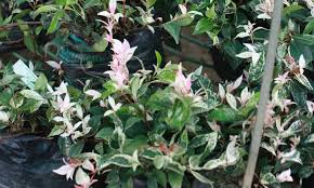 Invasive species are found throughout the world invasive. Star Jasmine A Fragrant And Vigorous Climber Epic Gardening