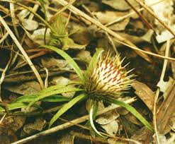 Image result for Dicoma anomala