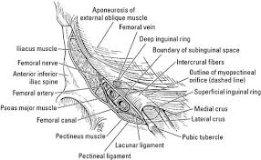 They help in moving our neck flexibly and protect the pharynx and tonsils area. What Is The Inguinal Region Dummies