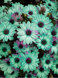 Wallpaper Flower Tumblr Black Gambar Bunga Daftar wallpaper bunga mawar hd. wallpaper flower tumblr black gambar