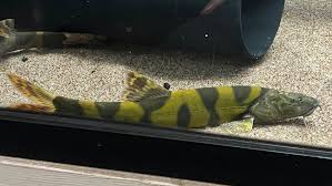 Image result for Amphicarpaea africana