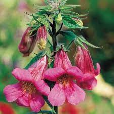 Chinese Foxglove Organic Foxglove Plant Foxglove Flower Spike