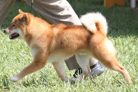 Shiba Inu Information Goldenacresdogs Com