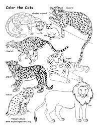 Animal is creature that lives in earth. Big Cat Coloring Pages For Adults Novocom Top