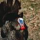 Wacky Wild Turkeys event image