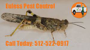 The consensus among pest control professionals, satisfied customers and university researchers alike is that the sentricon® system works better than any other termite colony elimination system. 24 Hour Pest Control Euless Tx Termite Inspection Removal Services Best Insect Control Near Me Termite Inspection Pest Control Green Pest Control