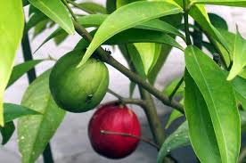Ciri umum tanaman ini memiliki buah yang berwarna merah dan beracun jika tidak pandai mengolahnya. Namanya Saja Mahkota Dewa Semua Halaman Intisari