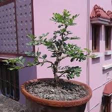 Image result for Leptactina benguelensis