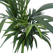 Image result for Dypsis