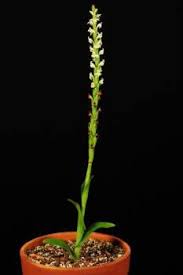 Image result for Satyrium macrophyllum